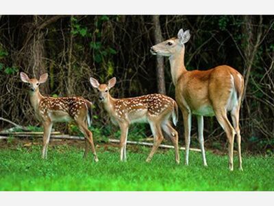 DNR: Please leave found fawns alone