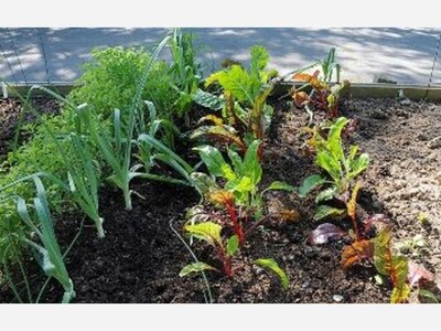 Master Gardeners work with Anne Arundel library to promote growing skills